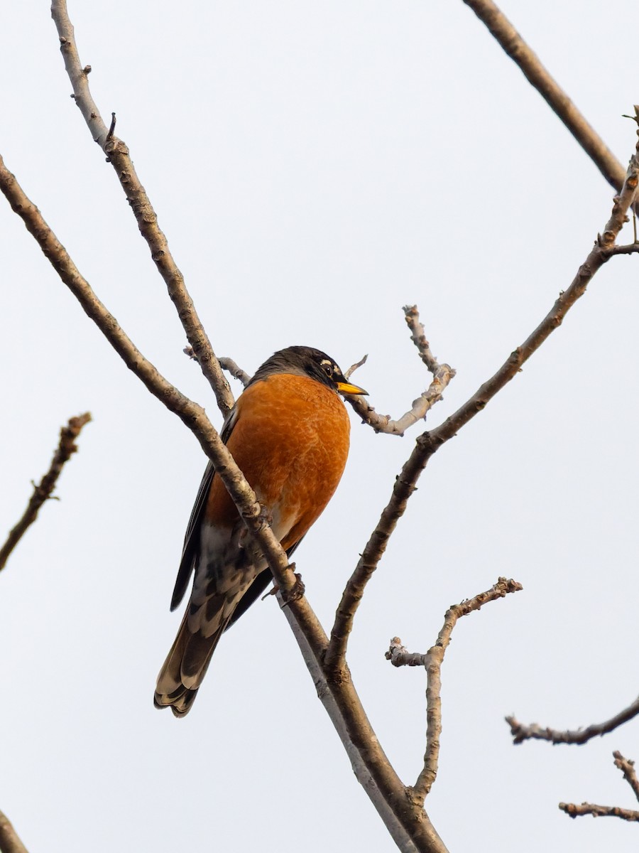 American Robin - ML647051040