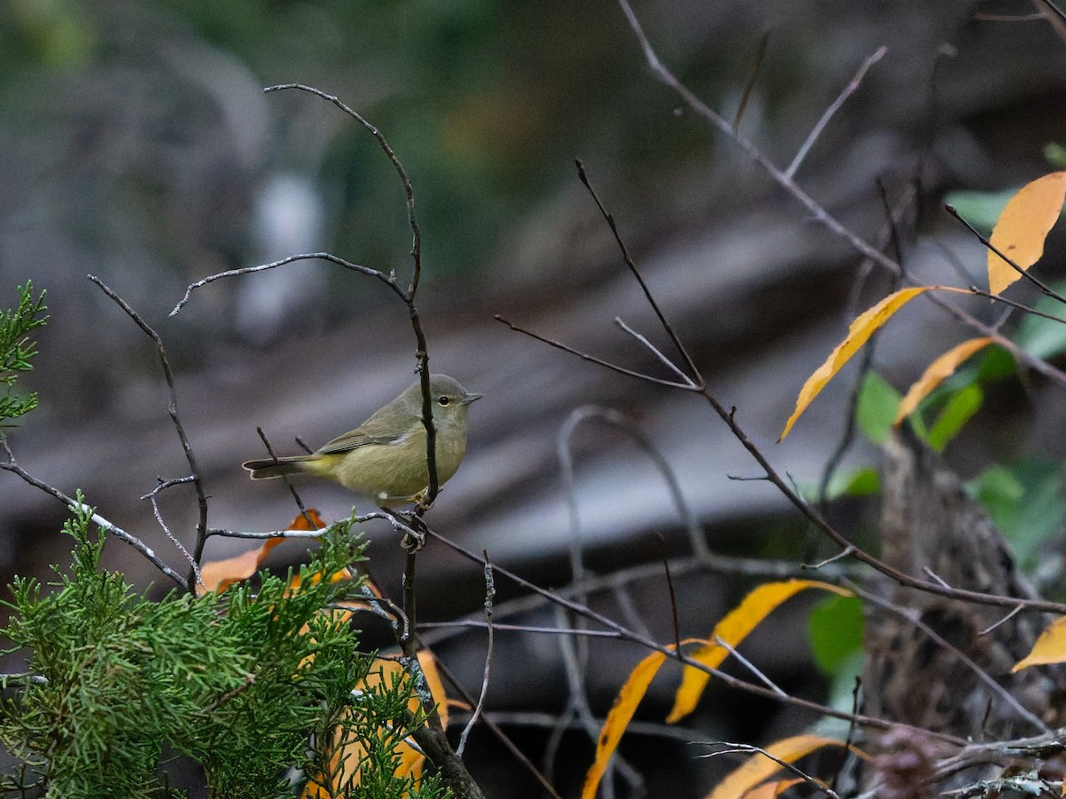 Orange-crowned Warbler - ML647051041