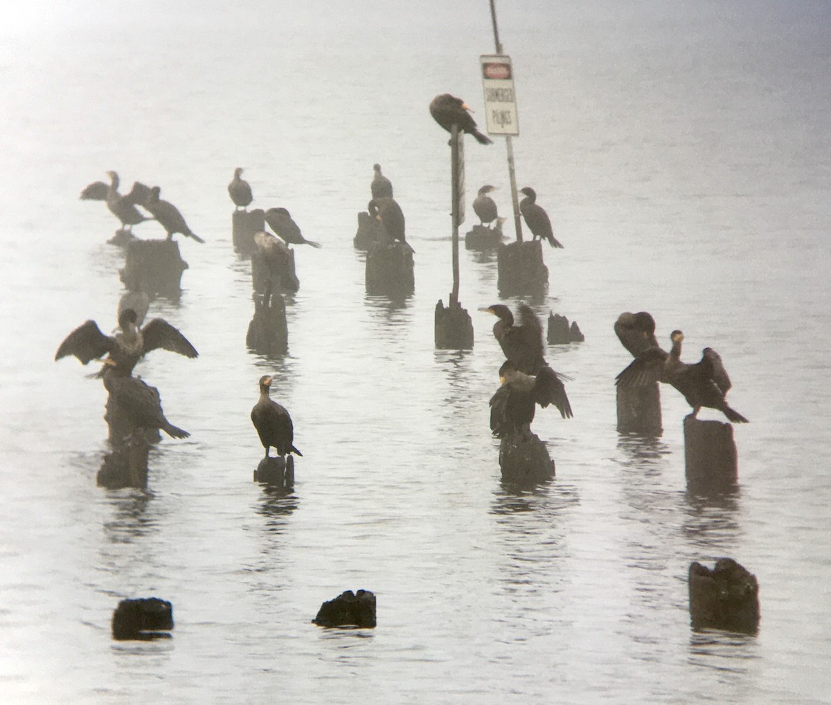 kormorán ušatý - ML647051043