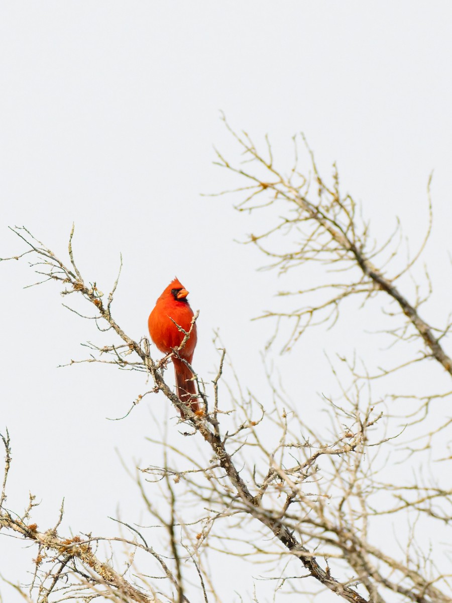 Northern Cardinal - ML647051044