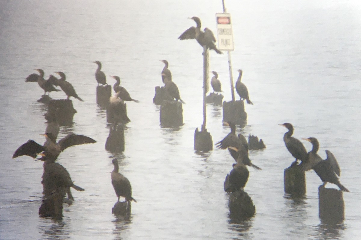 kormorán ušatý - ML647051050