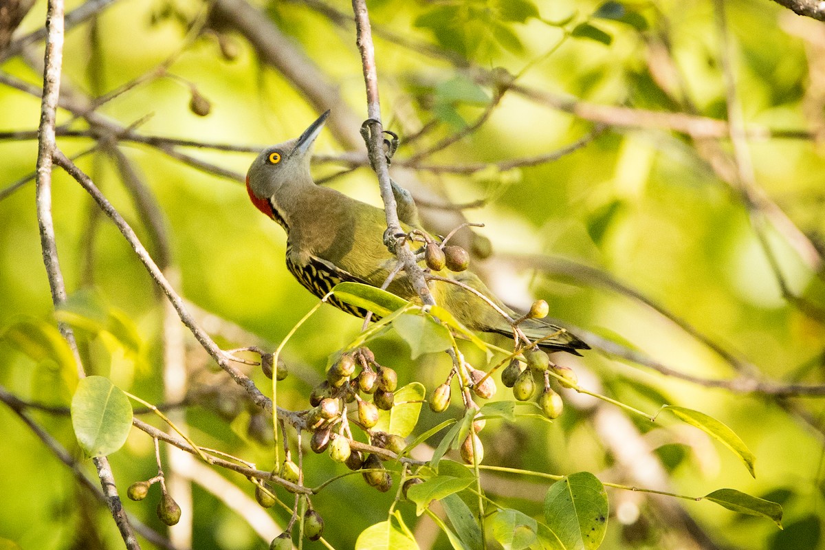 datel hispaniolský - ML647051051