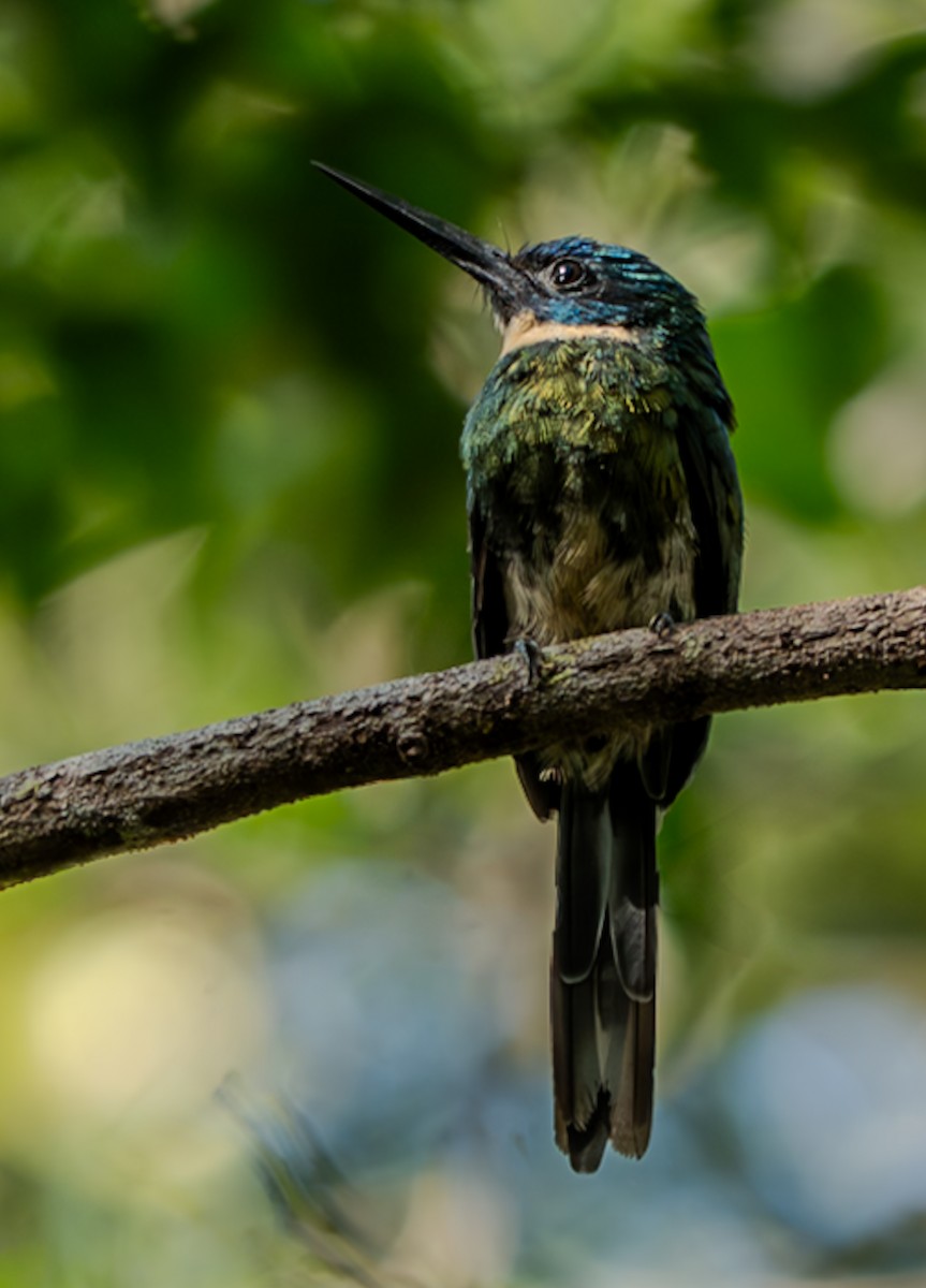 Bronzy Jacamar - ML647051052