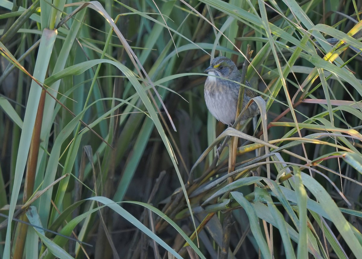 Seaside Sparrow - ML647051056