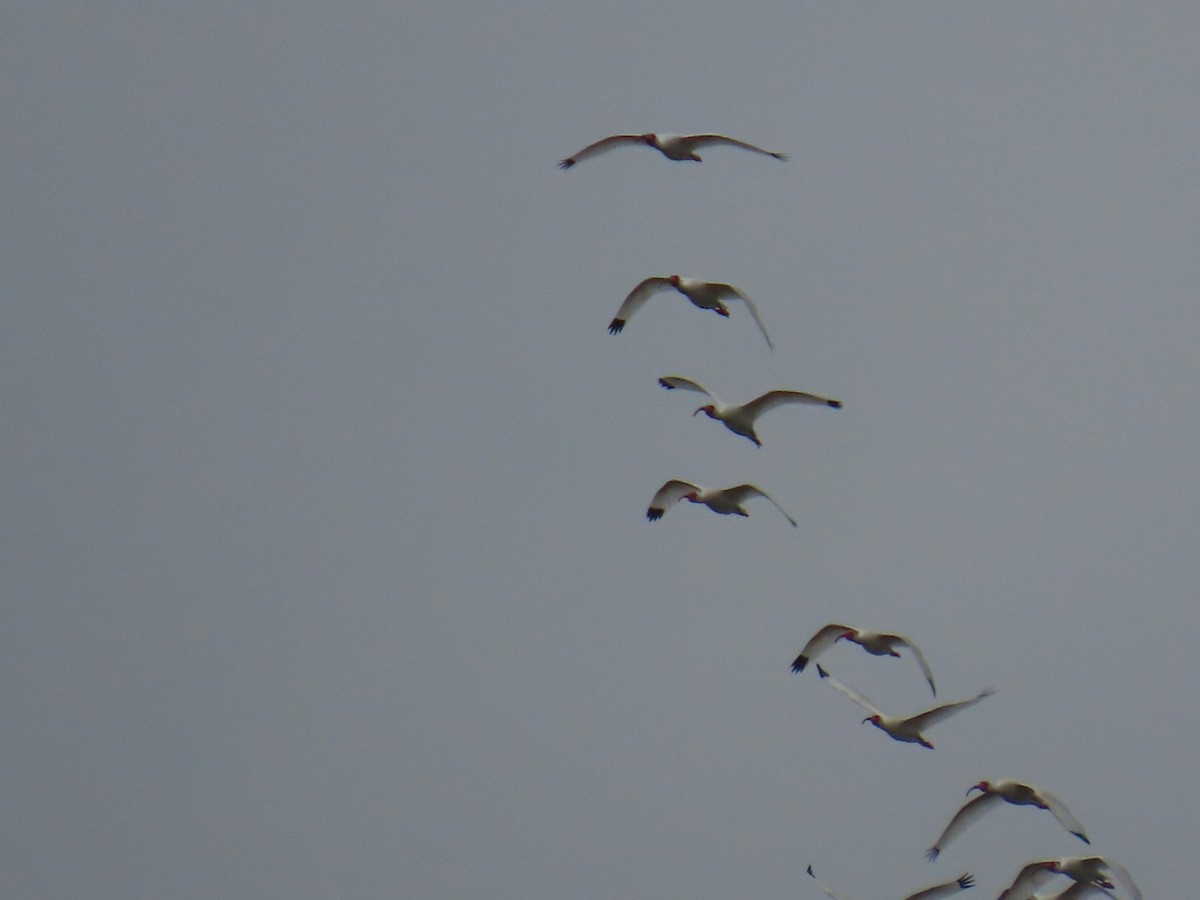 White Ibis - ML647051062