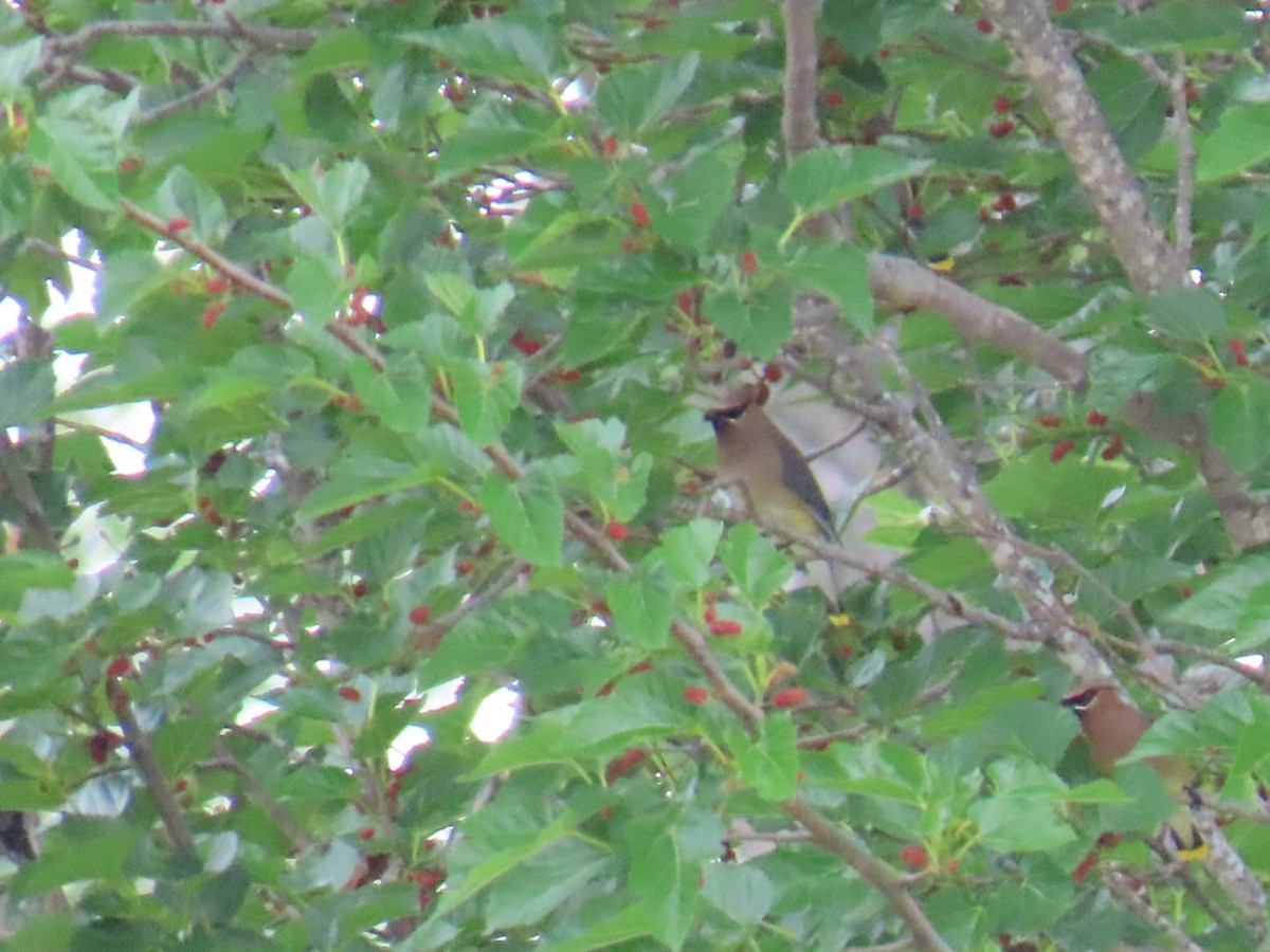 Кедровый свиристель - ML647051063