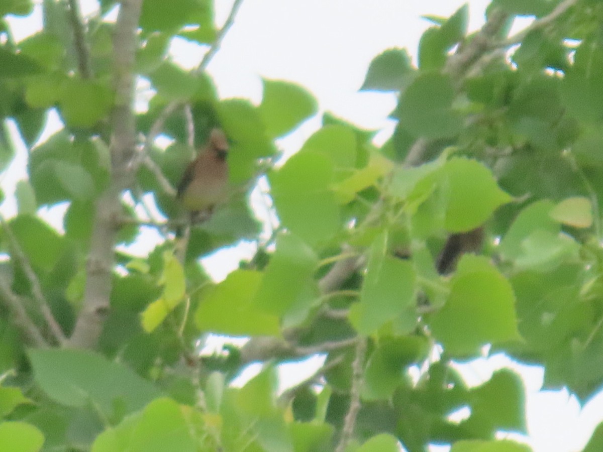 Кедровый свиристель - ML647051064