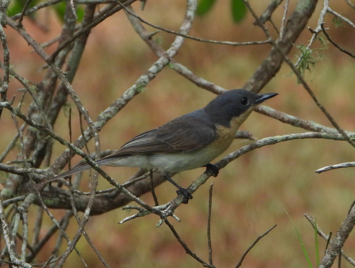 Leaden Flycatcher - ML647051069