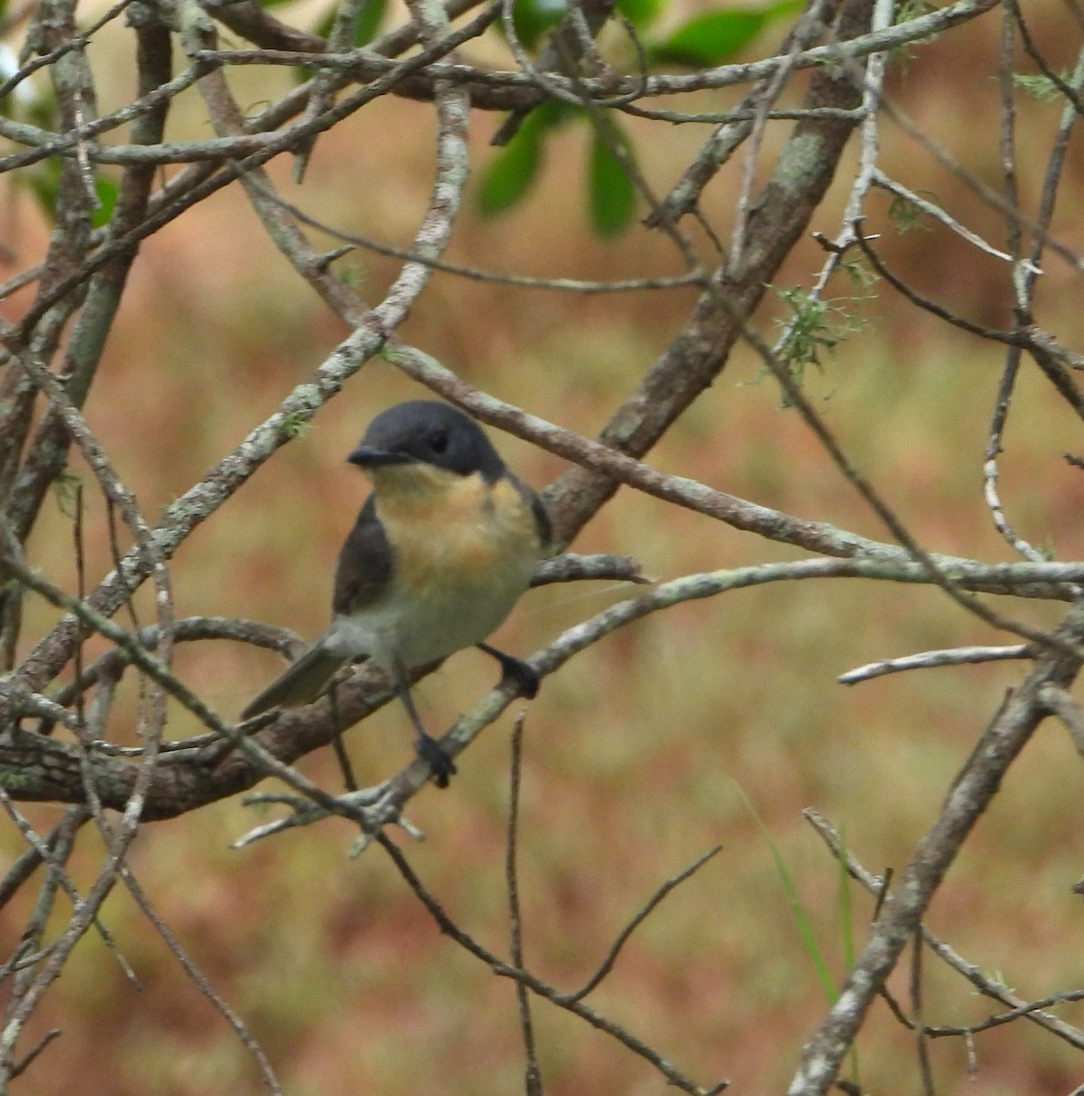 Leaden Flycatcher - ML647051070