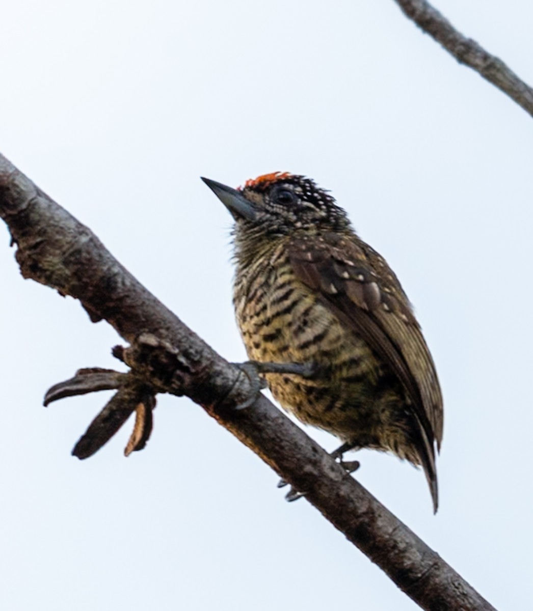 Golden-spangled Piculet - ML647051072