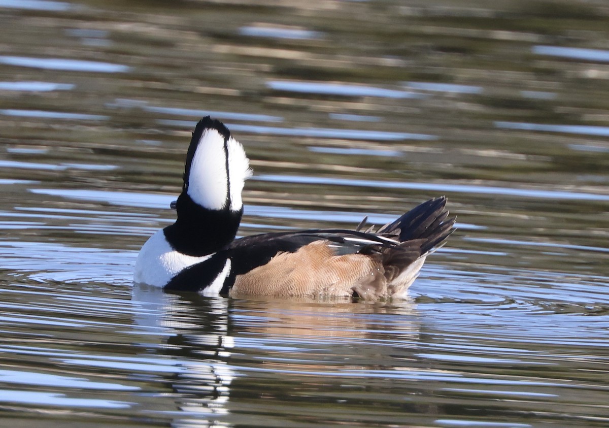morčák chocholatý - ML647051074