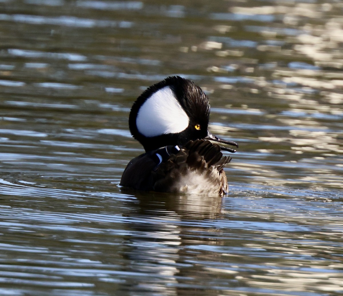 morčák chocholatý - ML647051075