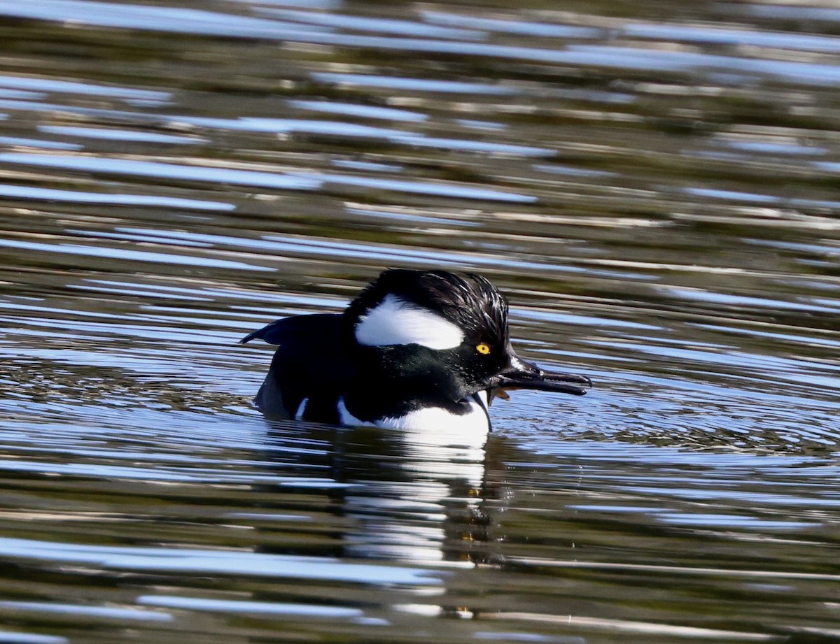 morčák chocholatý - ML647051079