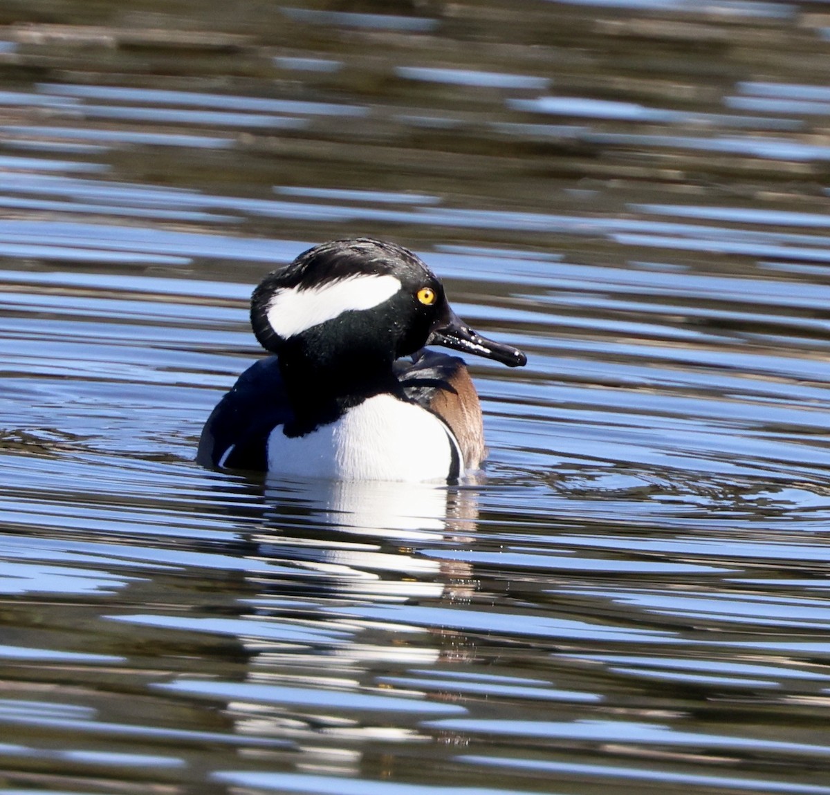 morčák chocholatý - ML647051080