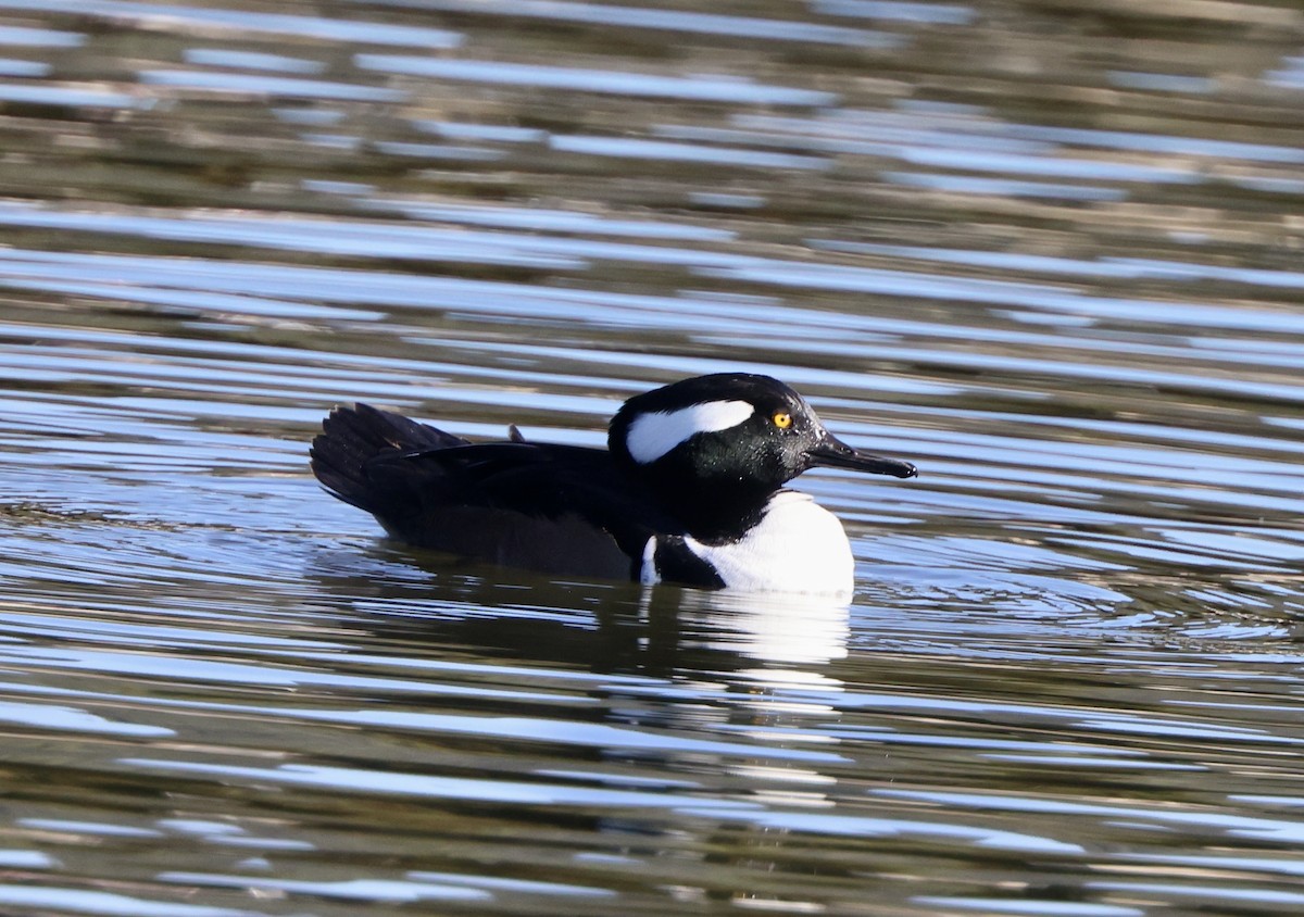 morčák chocholatý - ML647051081