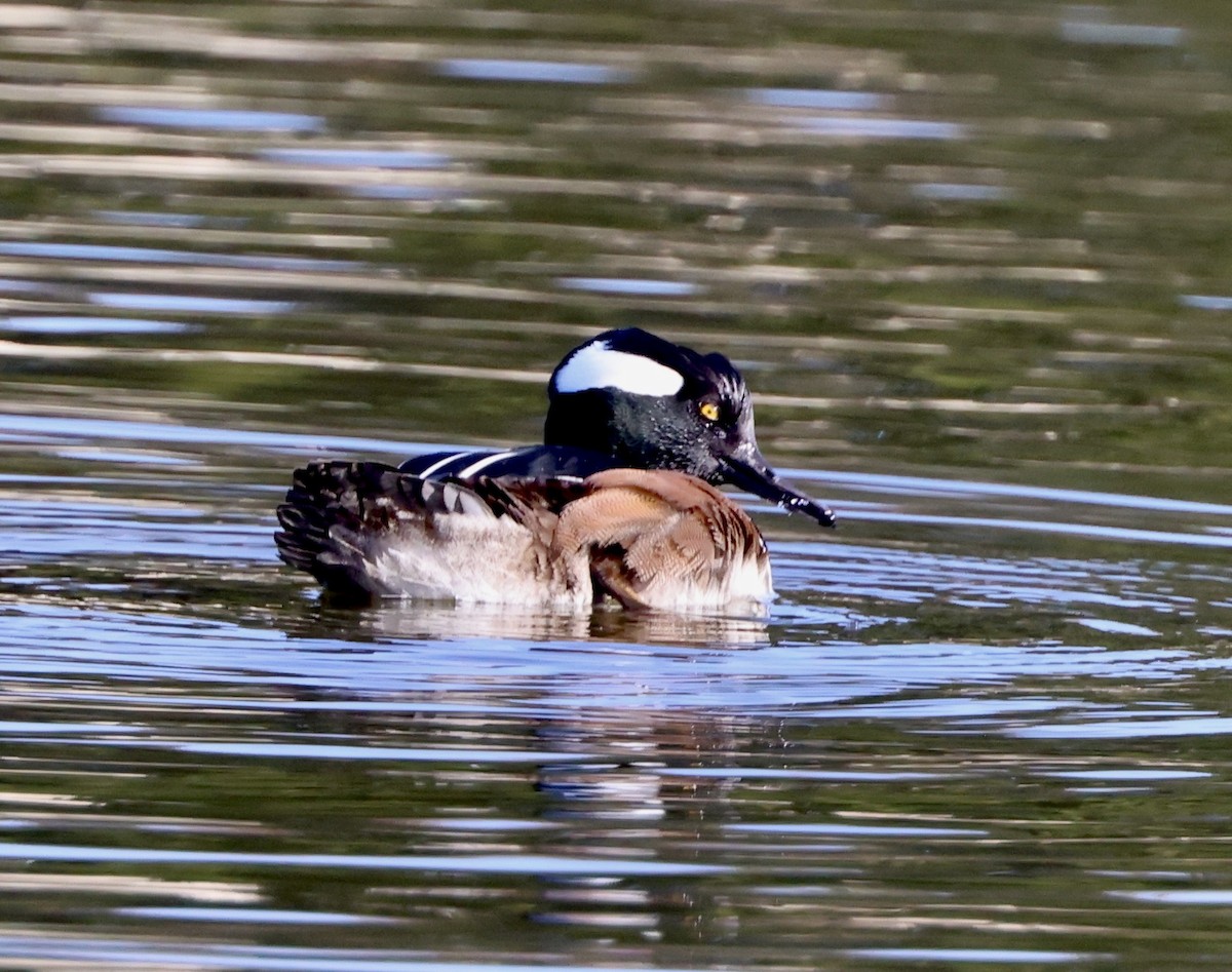 morčák chocholatý - ML647051082