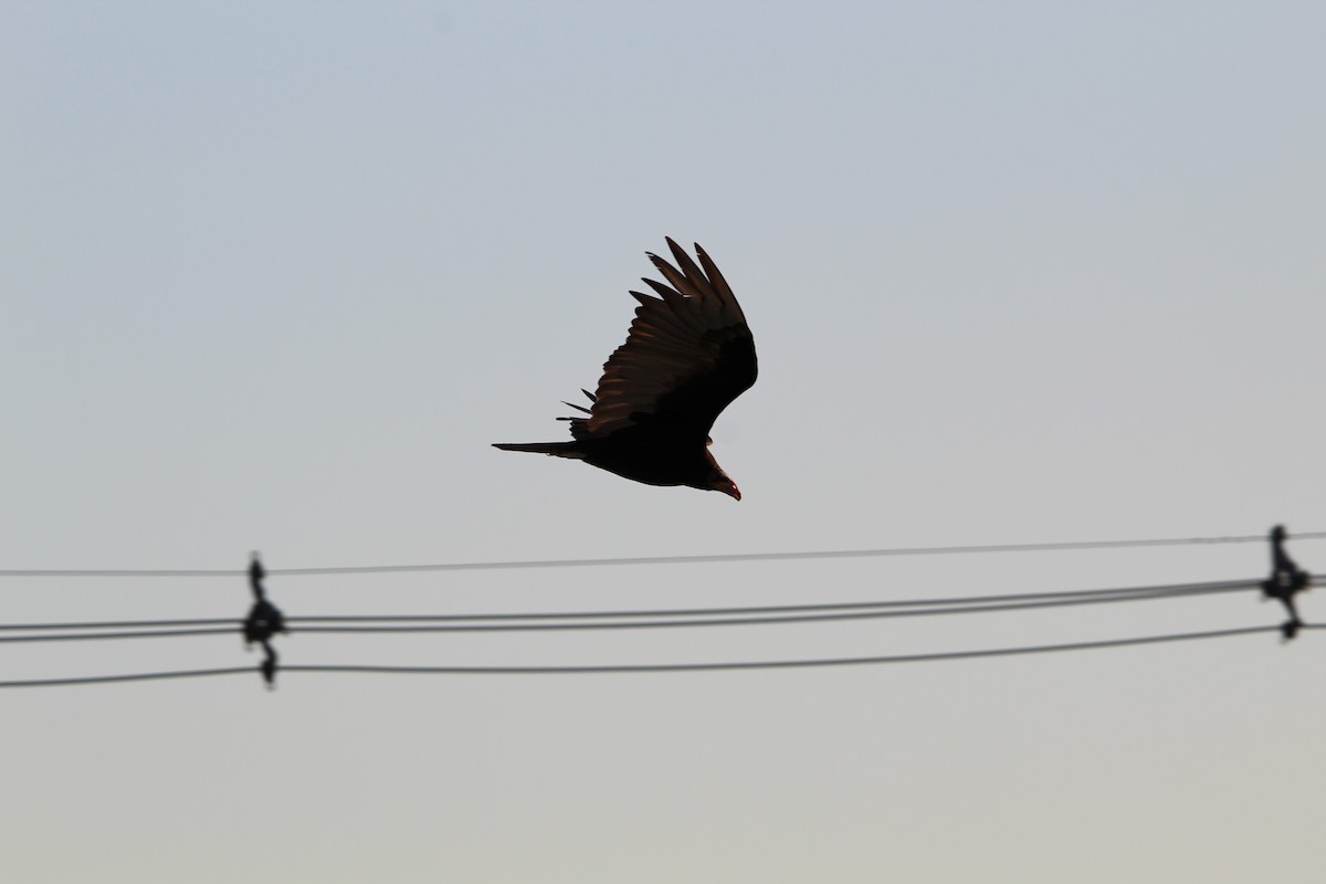 myrkondor - ML647051089