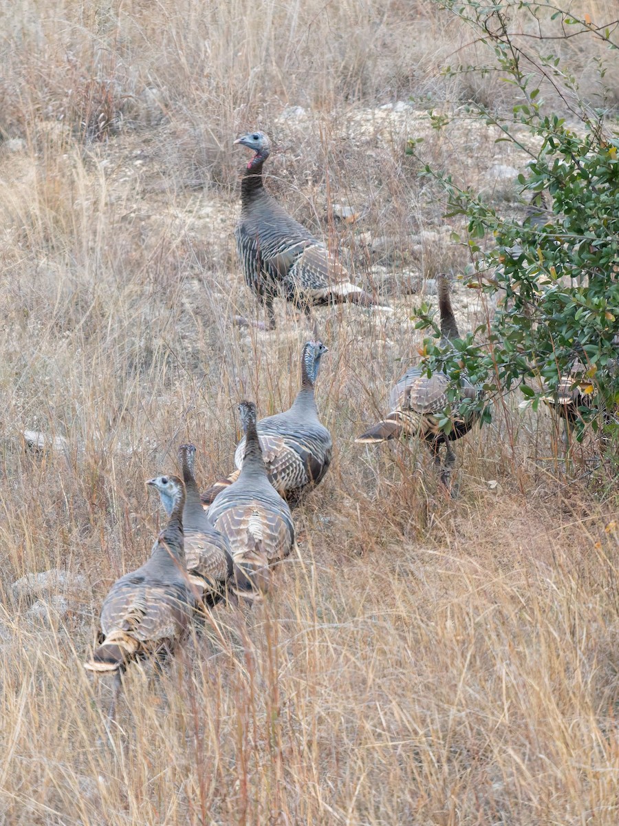 Wild Turkey - ML647051094