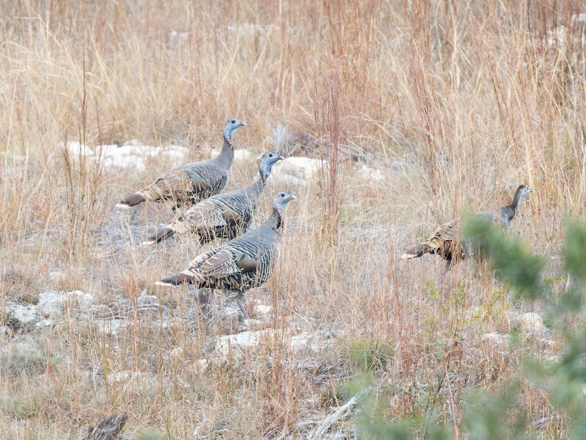 Wild Turkey - ML647051095