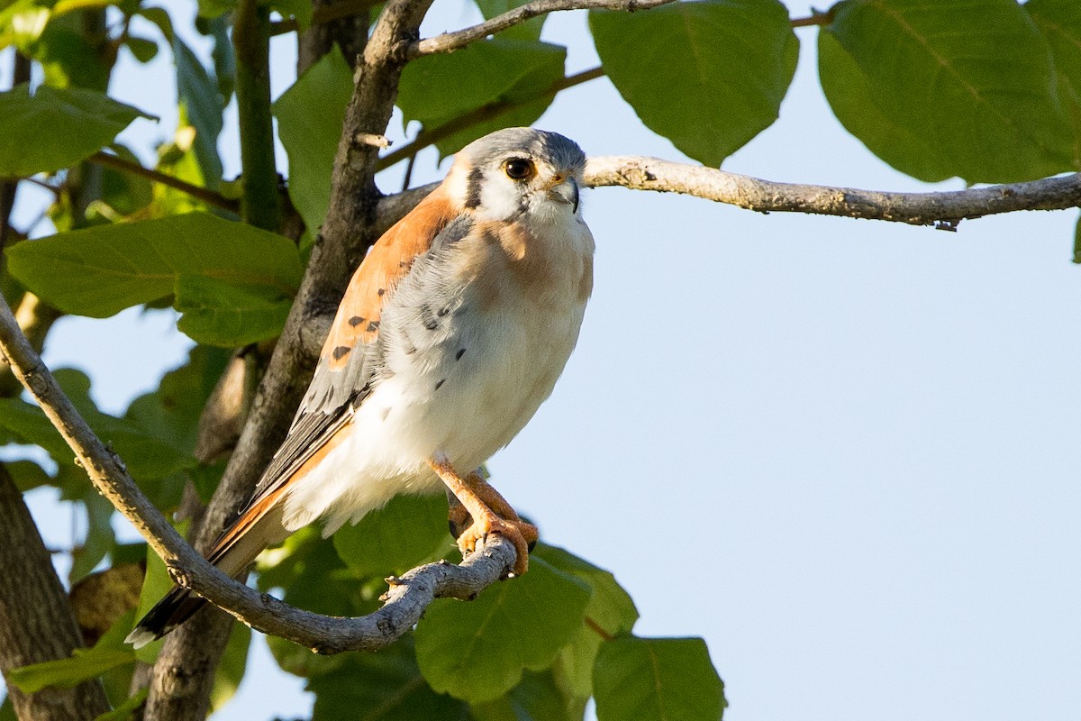 poštolka pestrá - ML647051096