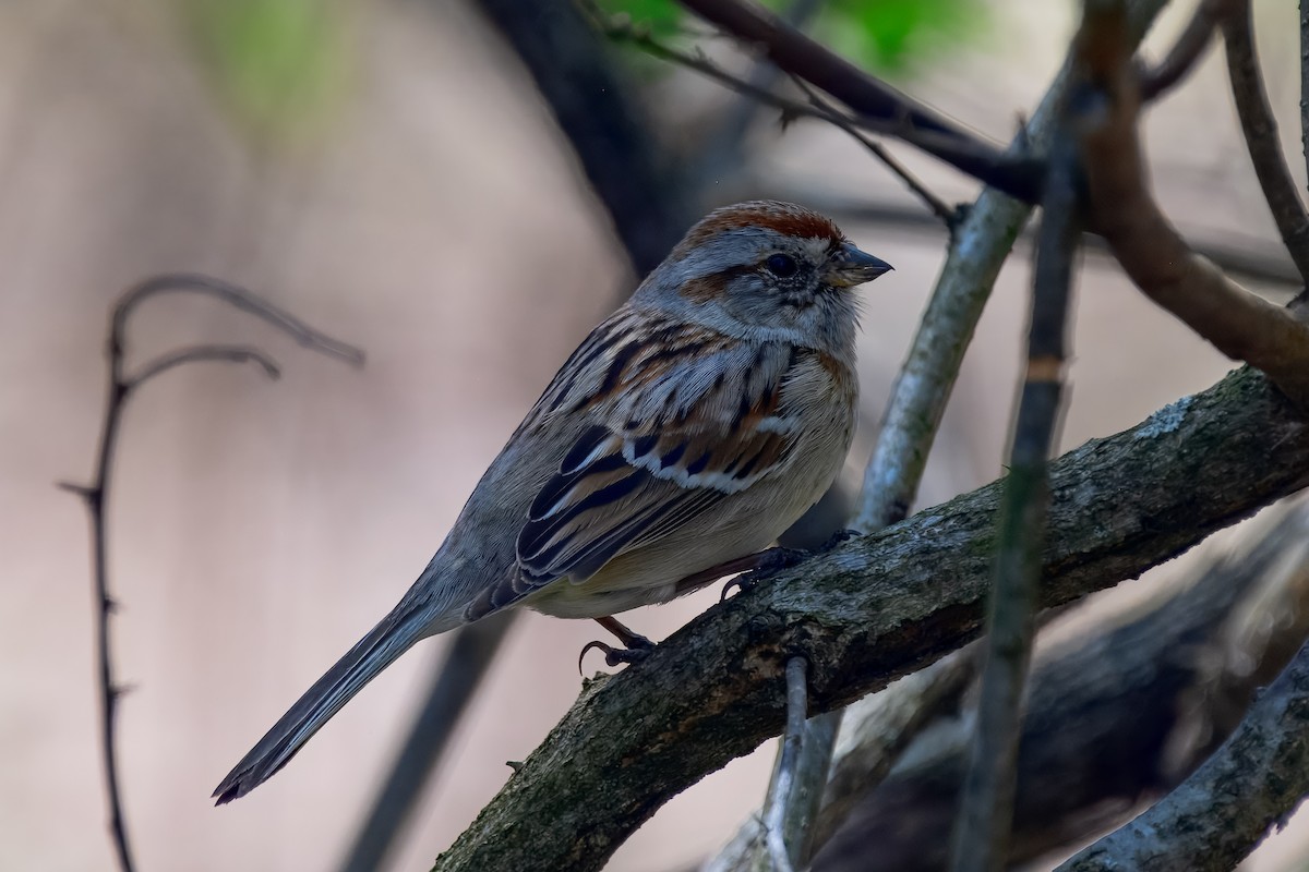 American Tree Sparrow - ML647051097