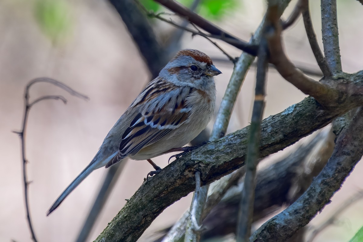 American Tree Sparrow - ML647051098