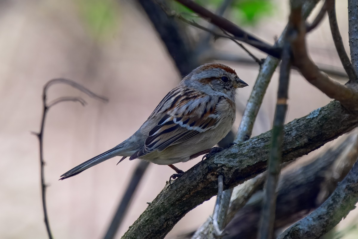 American Tree Sparrow - ML647051099