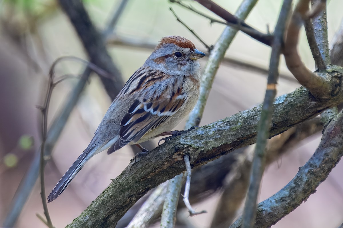 ムナフヒメドリ - ML647051100