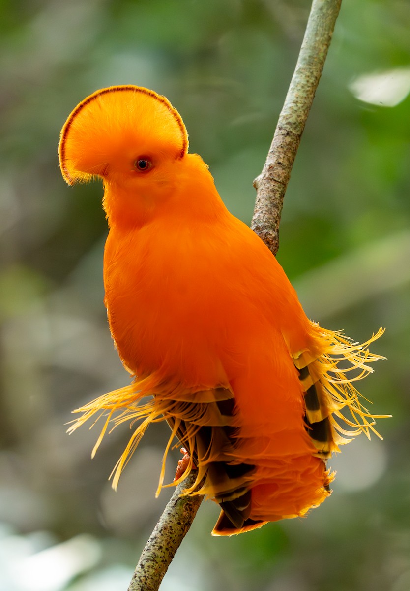 Guianan Cock-of-the-rock - ML647051101