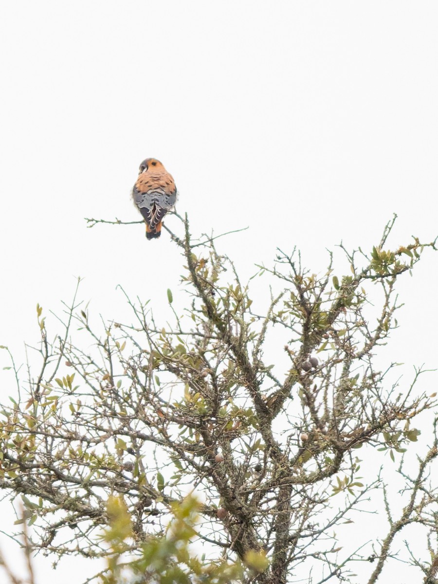 American Kestrel - ML647051103