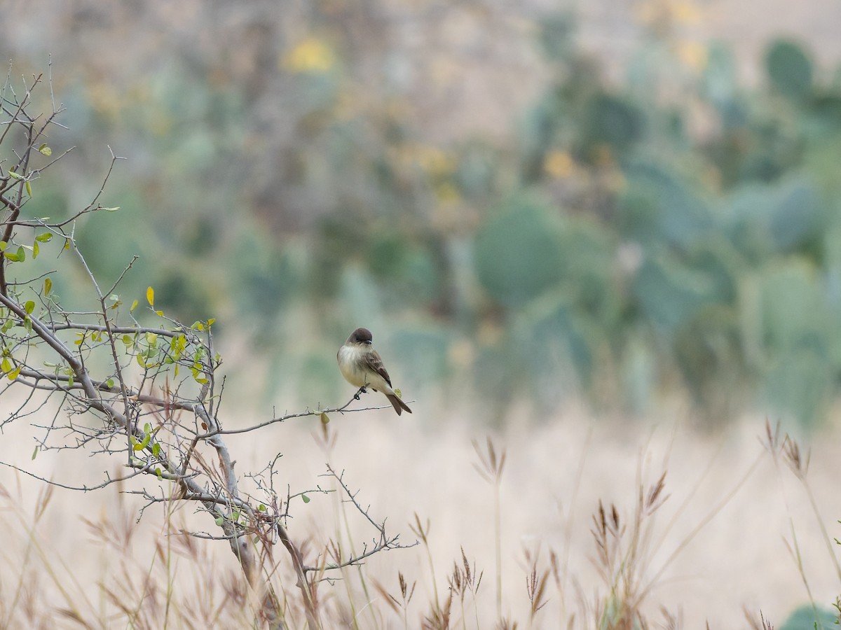 Eastern Phoebe - ML647051106