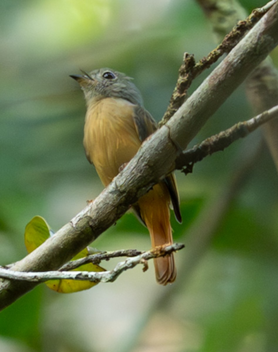 Ruddy-tailed Flycatcher - ML647051110