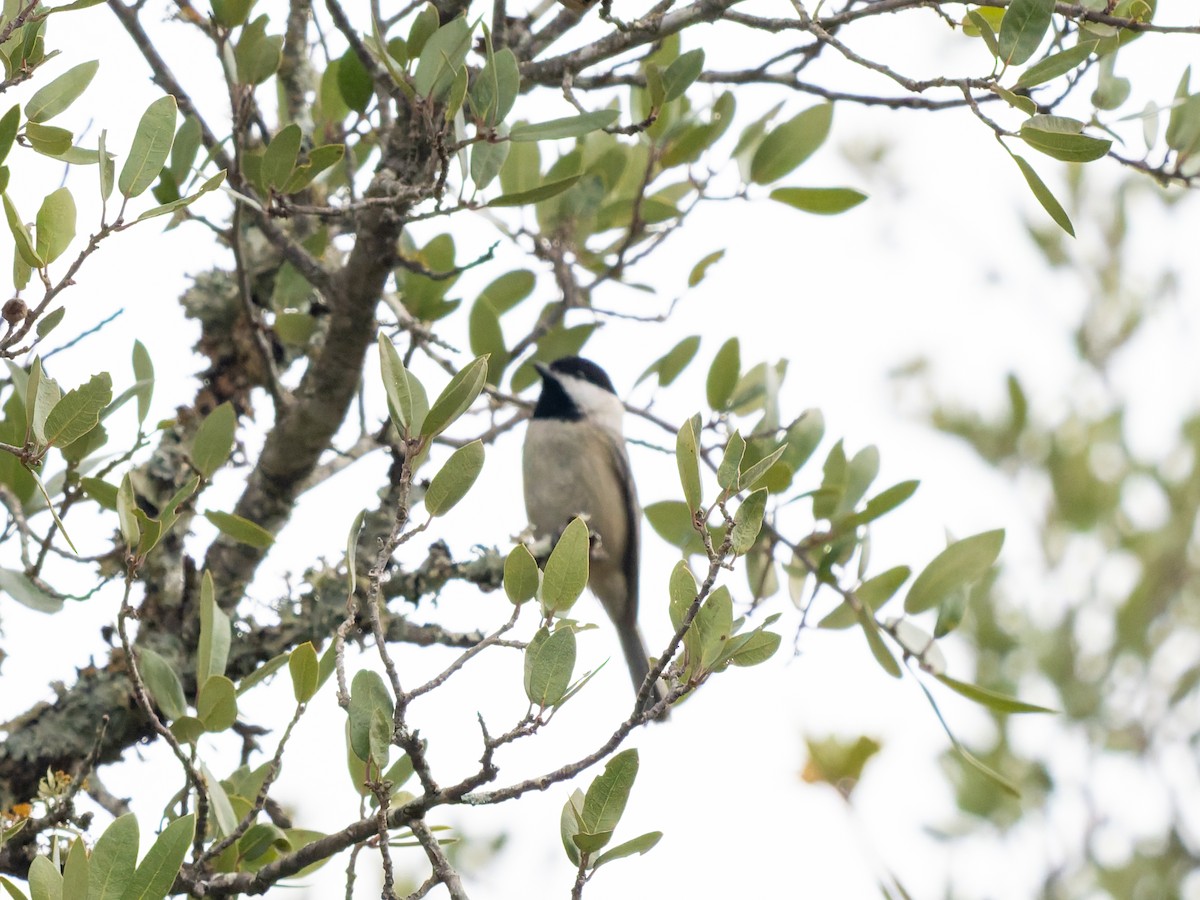 Carolina Chickadee - ML647051116