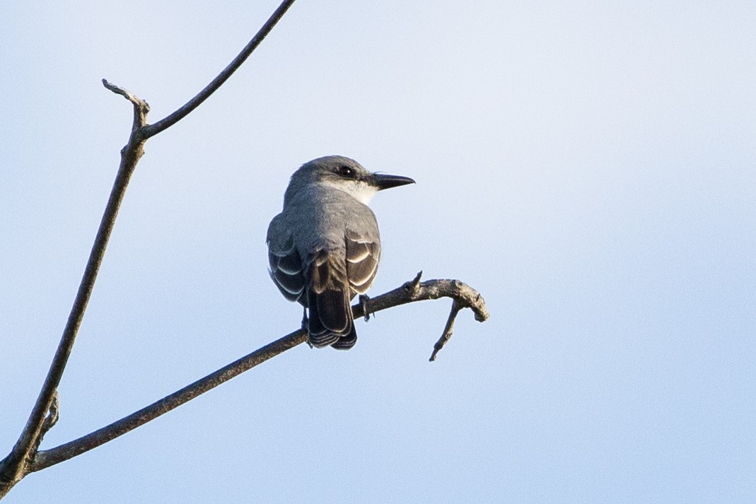 Gray Kingbird - ML647051118