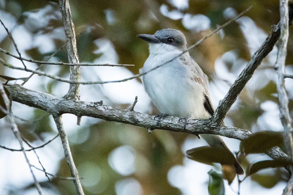 Gray Kingbird - ML647051119