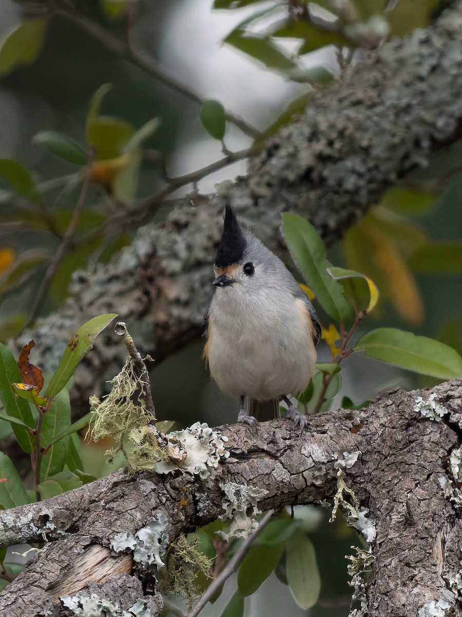 Black-crested Titmouse - ML647051125