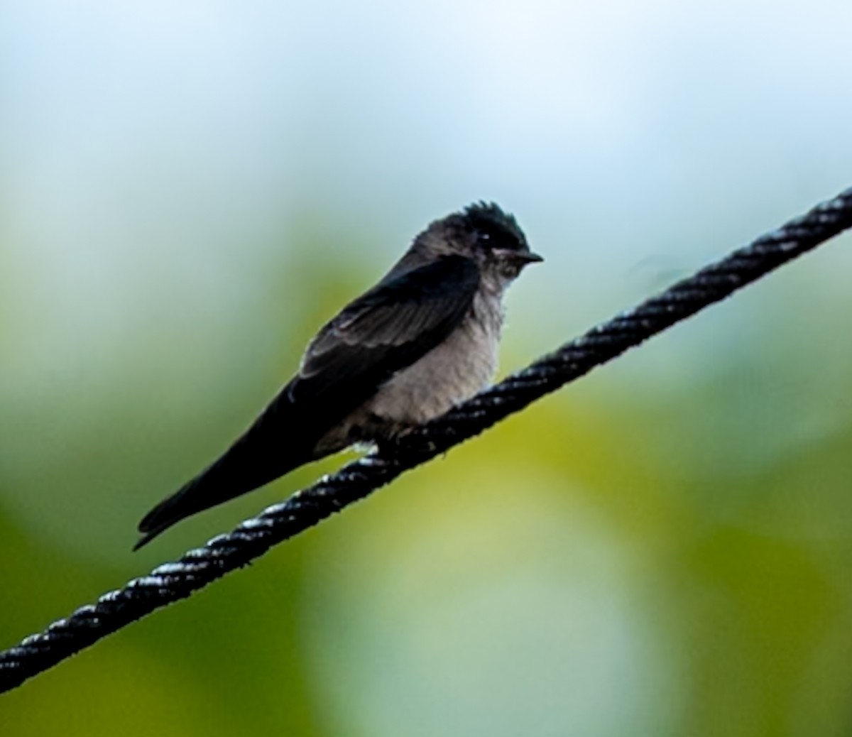 White-thighed Swallow - ML647051135