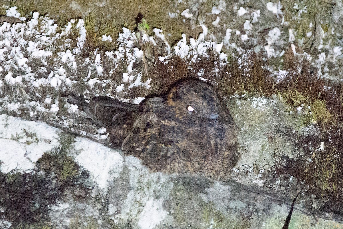 Lyre-tailed Nightjar - ML647051141