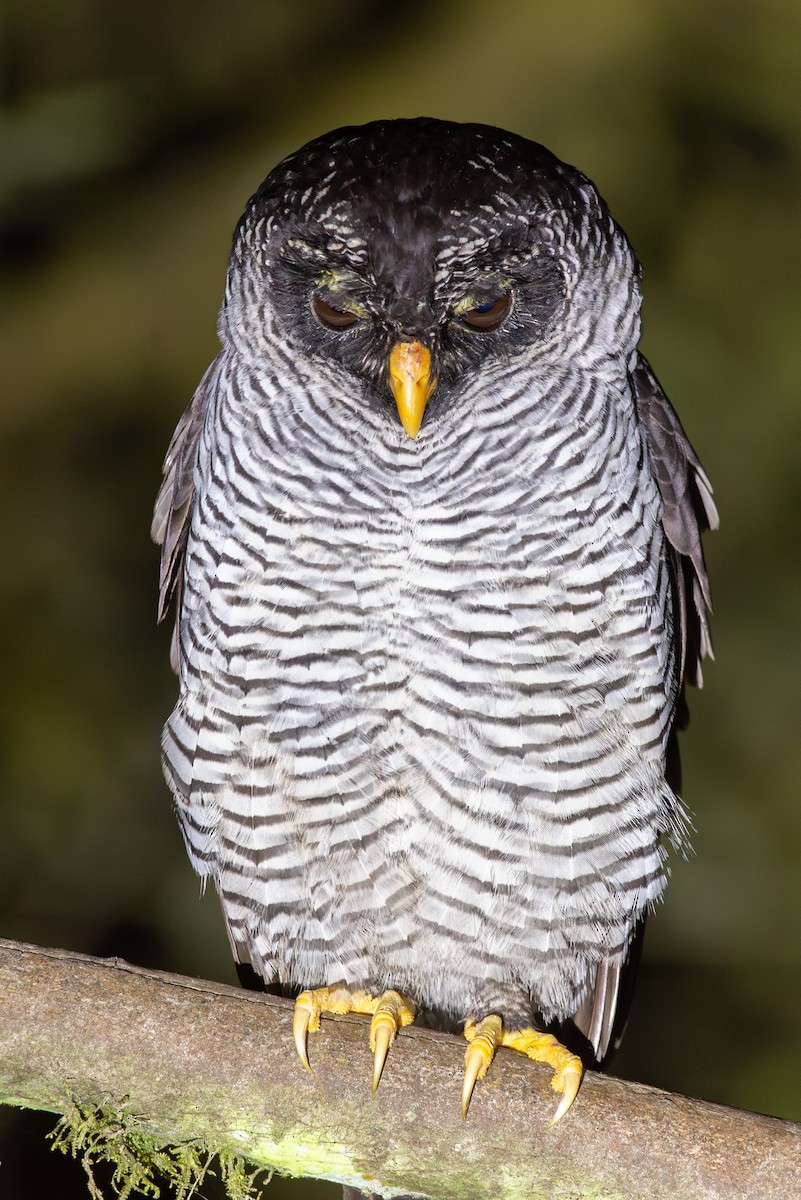 Black-and-white Owl - ML647051144