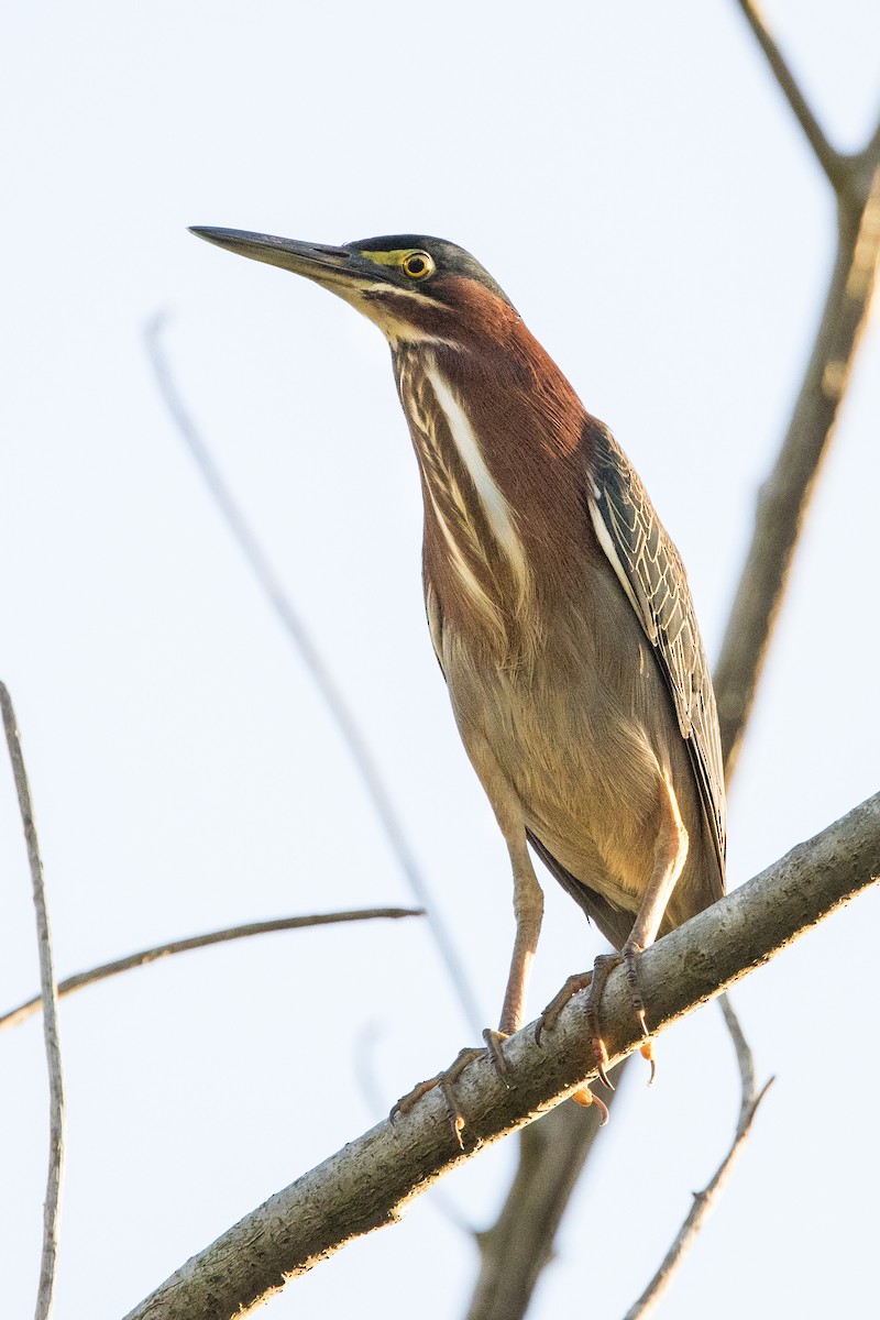 volavka zelenavá - ML647051148