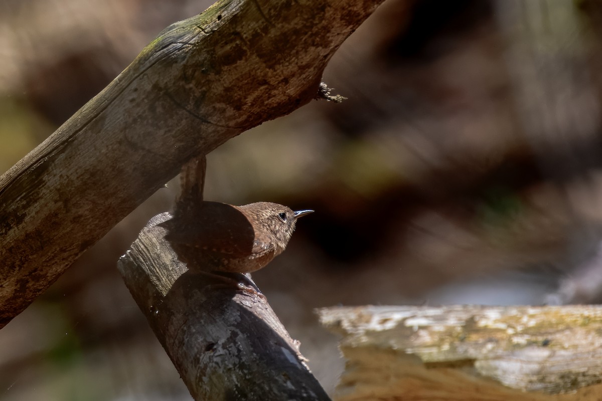 Winter Wren - ML647051149