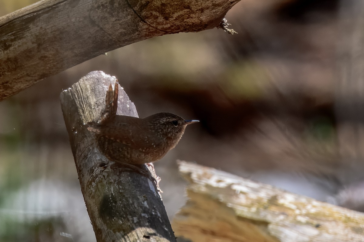 Winter Wren - ML647051150