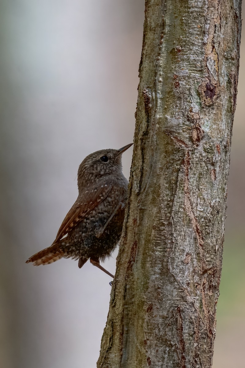 Winter Wren - ML647051151