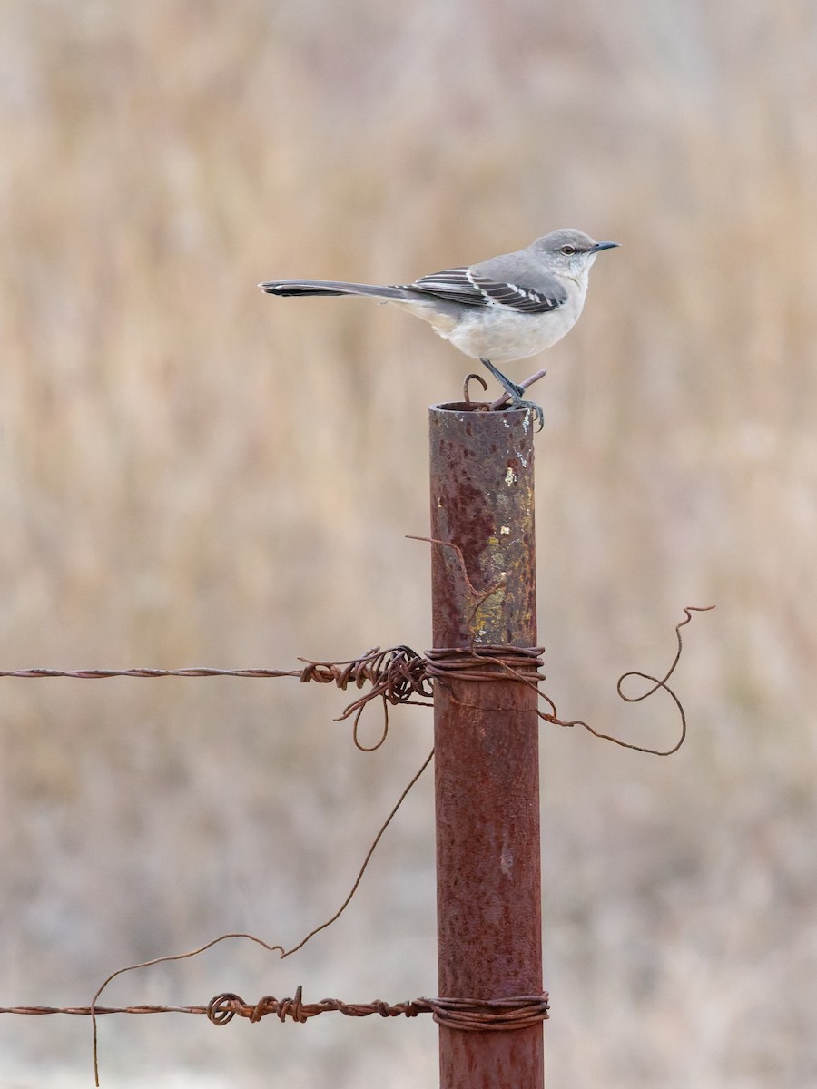 Northern Mockingbird - ML647051153