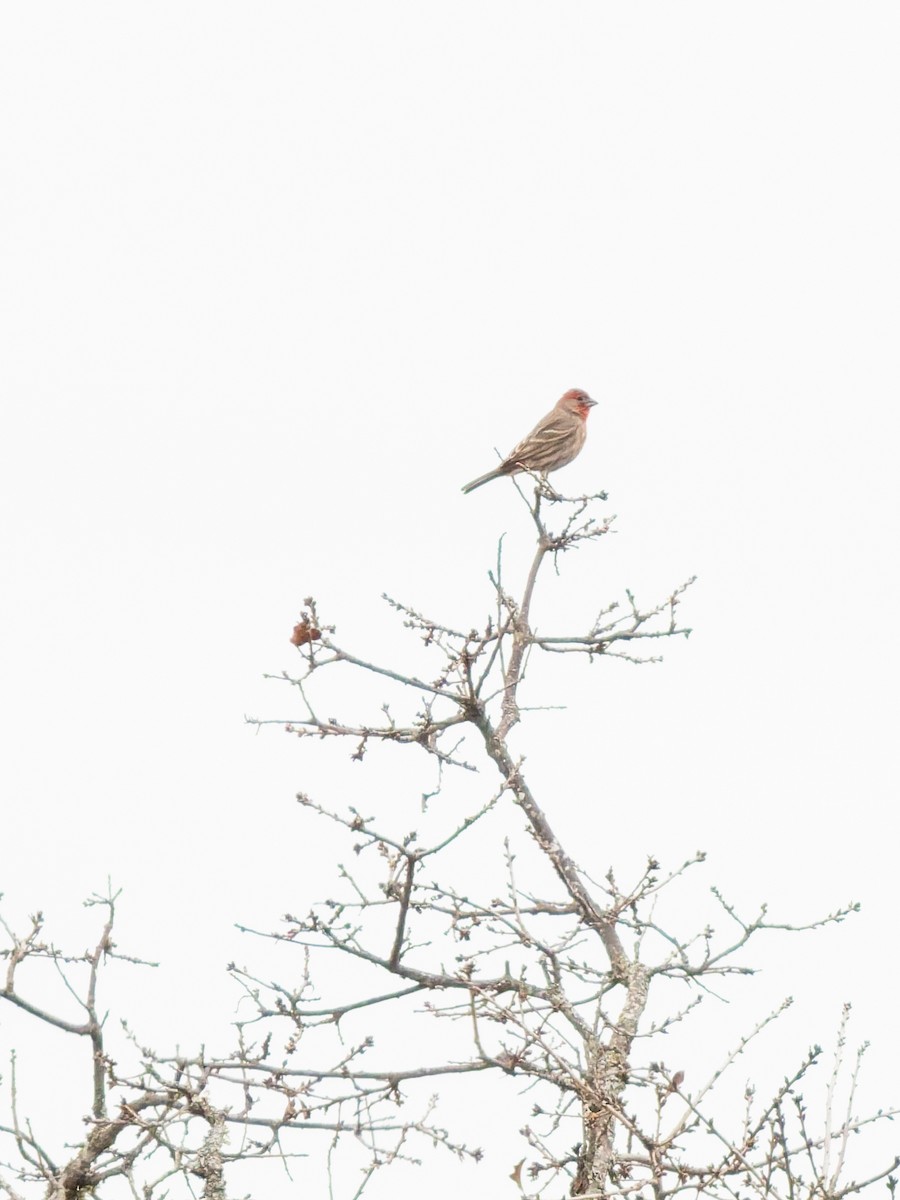 House Finch - ML647051157