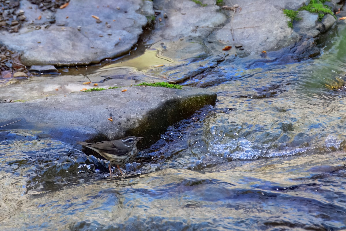 Louisiana Waterthrush - ML647051169