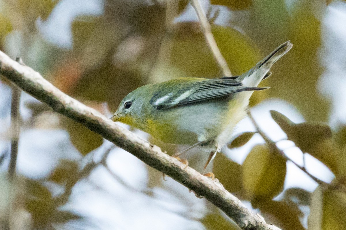 lesňáček lišejníkový - ML647051171