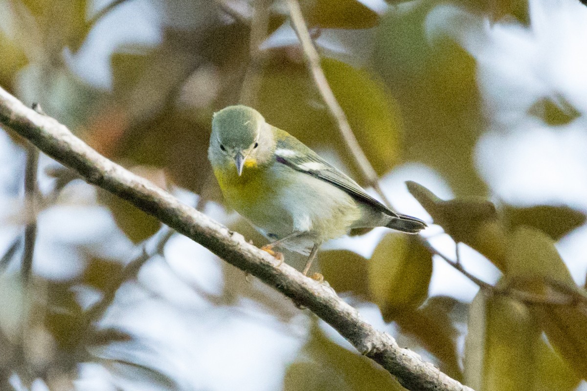 lesňáček lišejníkový - ML647051172