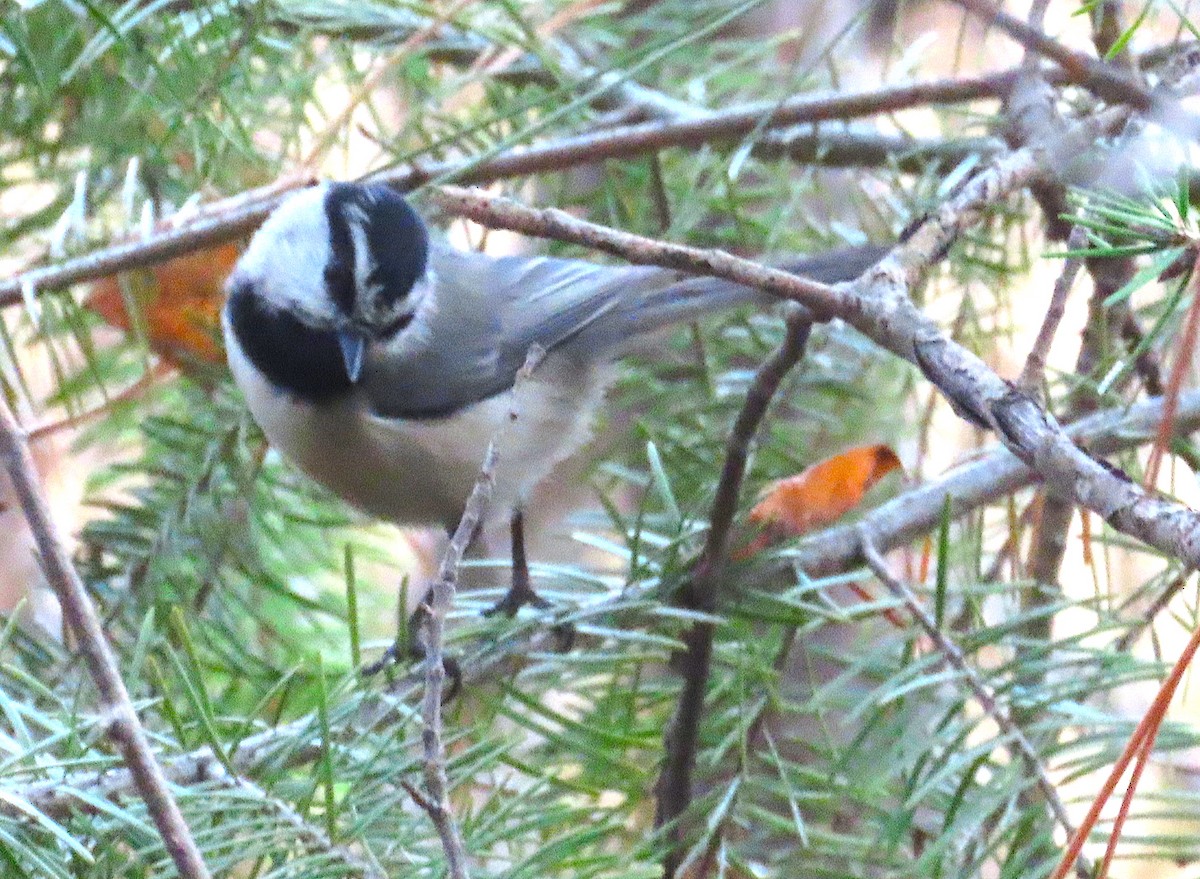 Mountain Chickadee - ML647051186