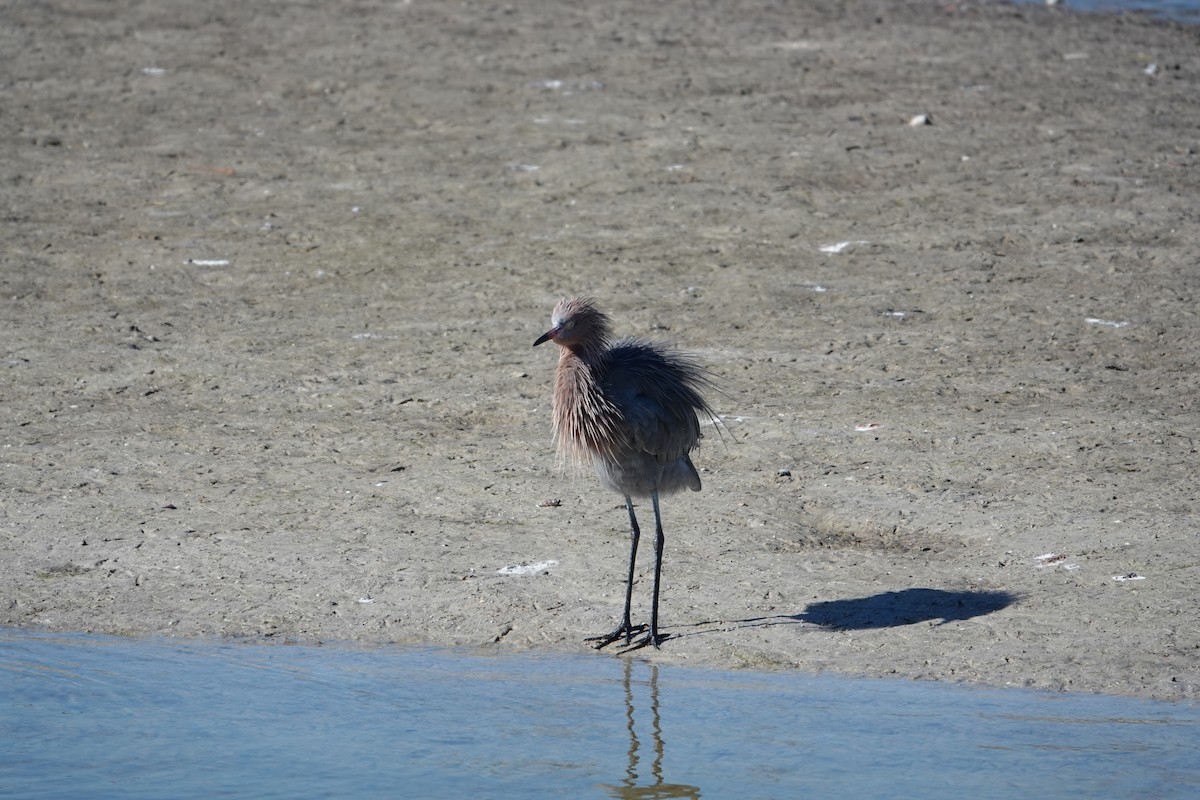 Kızılca Balıkçıl - ML647051189